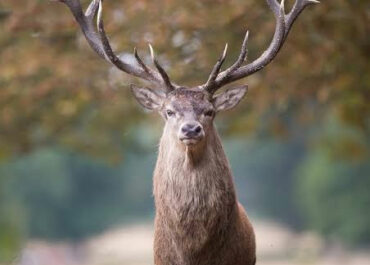 25 septembre : soirée Brame du cerf à Marquayrol